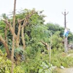 పచ్చటి చెట్లు తెలుగుదేశానివి అనుకున్నారా? ఖర్మ!!