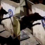 వైసీపీ స్టిక్కర్ పీకేసిన కుక్కపై పోలీసులు `కుట్ర’ కేసు