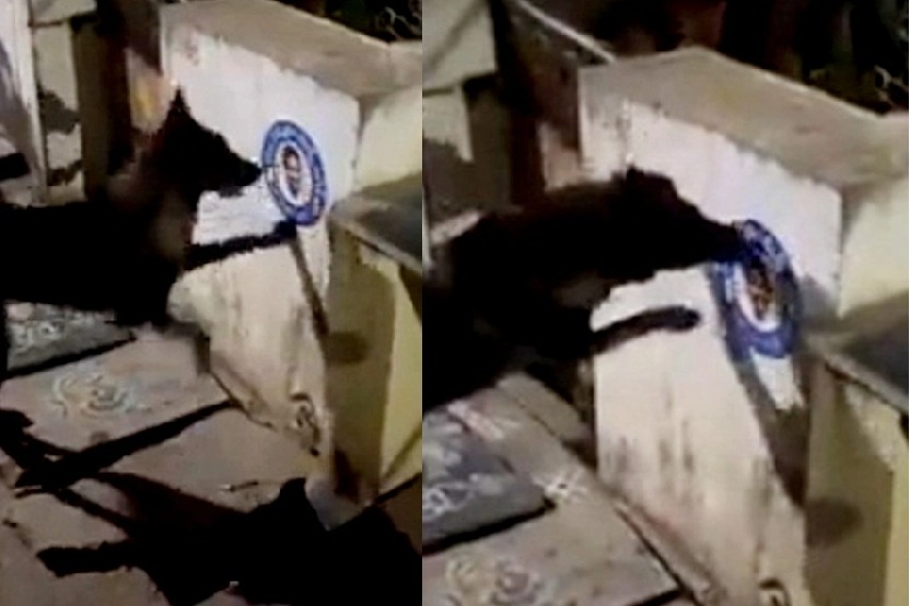 వైసీపీ స్టిక్కర్ పీకేసిన కుక్కపై పోలీసులు `కుట్ర’ కేసు