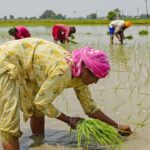 India’s Rice Export Ban Could Drive Global Food Prices Even Higher