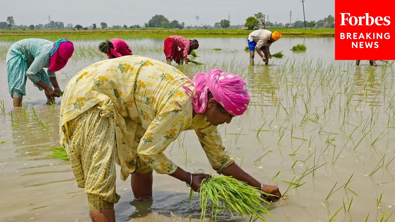 India’s Rice Export Ban Could Drive Global Food Prices Even Higher