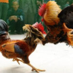Cockfights go unchecked in Andhra Pradesh