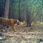 Telangana forest department denies tiger sighting in Nalgonda district