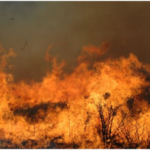 50 huts gutted in fire in Telangana’s Karimnagar town