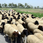 Four Telangana officials arrested in sheep scam