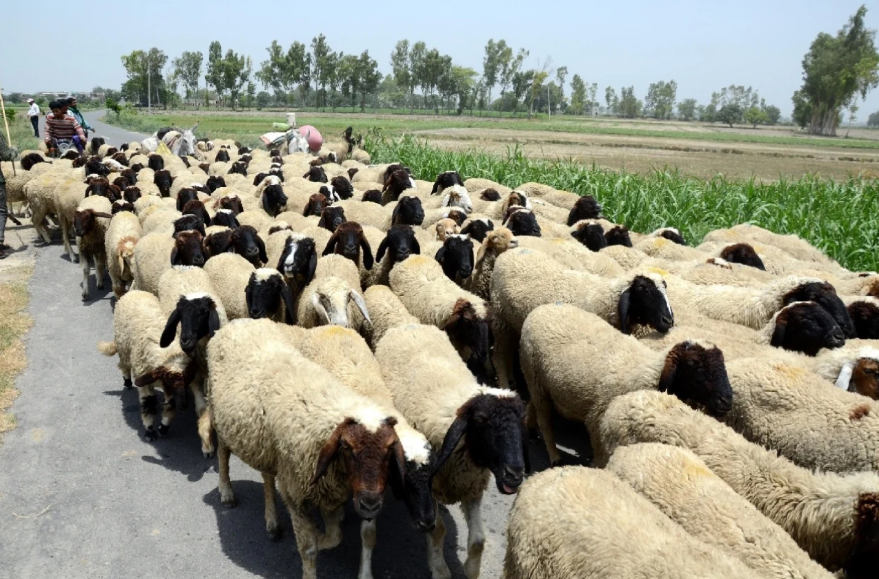 Four Telangana officials arrested in sheep scam