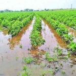Telangana government to help farmers hit by unseasonal rains