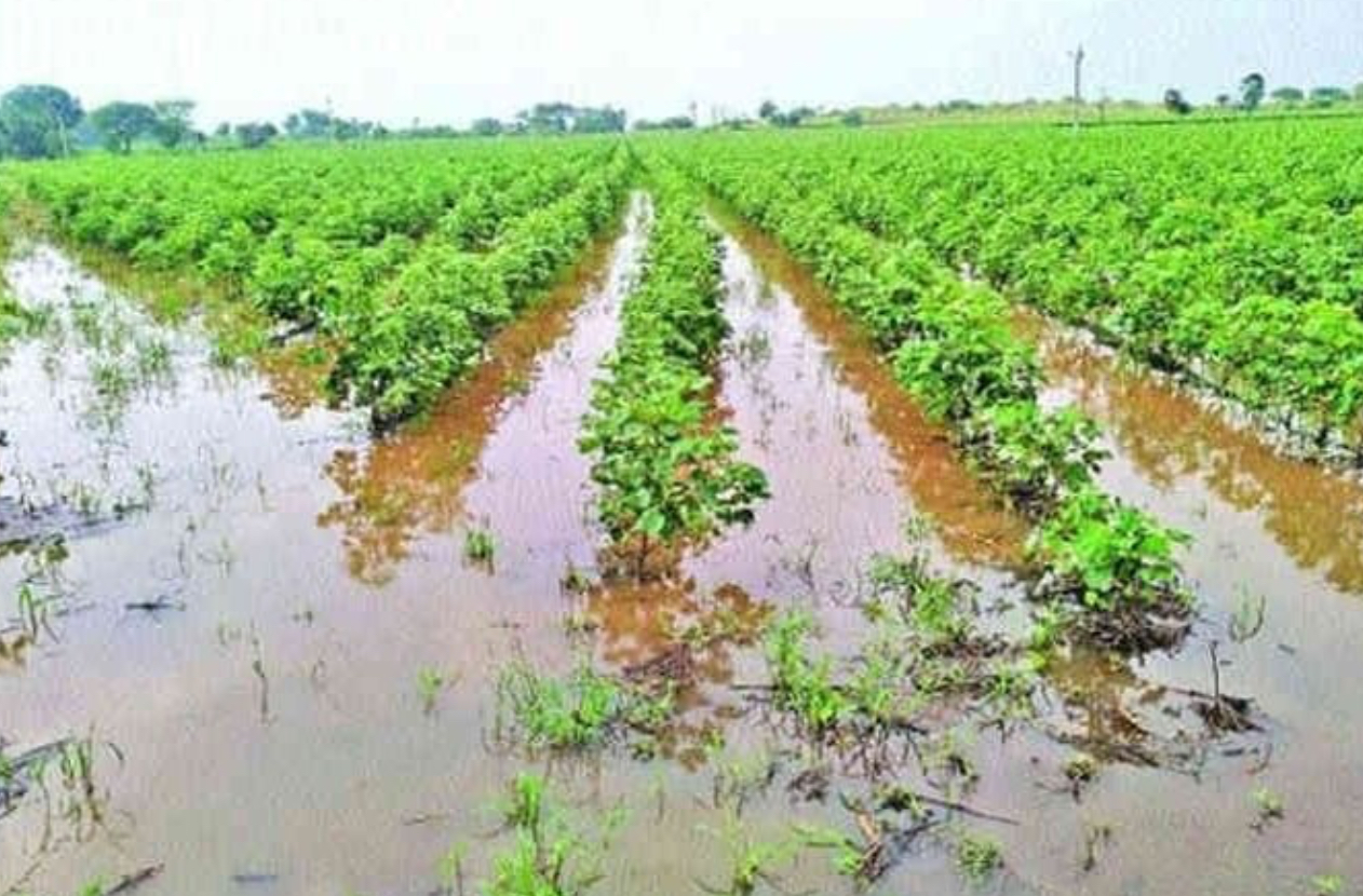 Telangana government to help farmers hit by unseasonal rains
