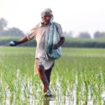 Center Raises Paddy MSP by Rs 117 Per Quintal