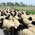 ED to also probe sheep distribution scam in Telangana