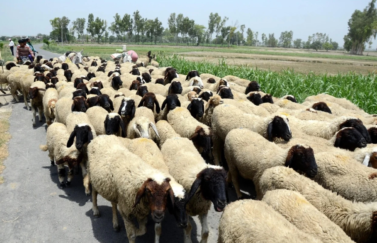 ED to also probe sheep distribution scam in Telangana