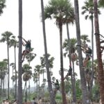 Telangana launches distribution of safety kits for toddy tappers