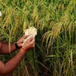 Telangana Farmers: Grab Your Loan Waiver Opportunity Now!