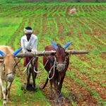 AP To provide Rs 20,000 To Farmers Under `Annadata Sukhibhava’