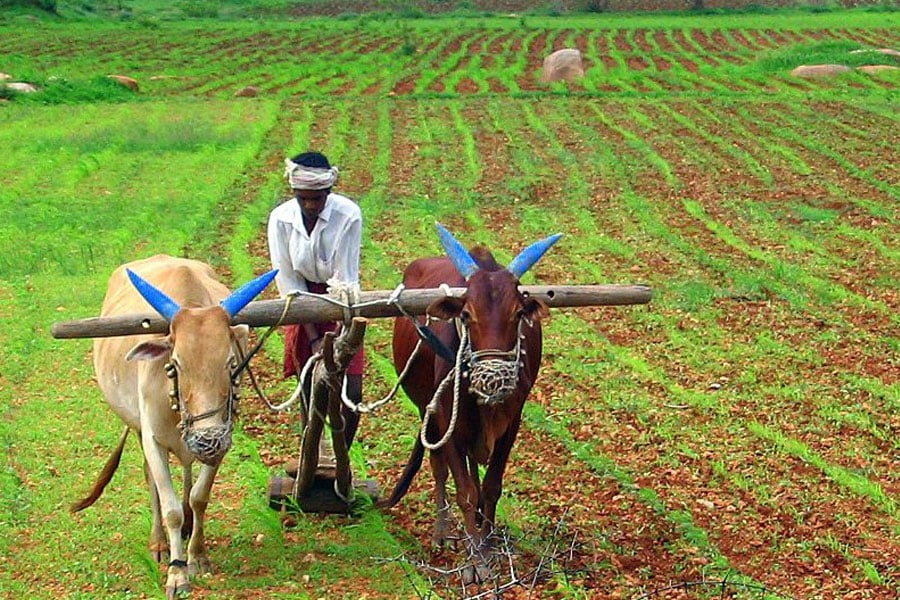 AP To provide Rs 20,000 To Farmers Under `Annadata Sukhibhava’