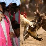 BRSA MLC Pochampalli Srinivas Reddy Denies Involvement in Cockfight Incident, Vows Cooperation with Police