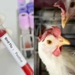 Bird Flu Outbreak In Andhra Pradesh: First Human Case Confirmed In Eluru