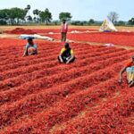 AP urged Center To Increase Chilli support price To Rs 11,600 per Quintal