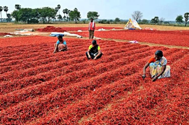 AP urged Center To Increase Chilli support price To Rs 11,600 per Quintal