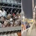 YSRCP Activist Found Behind Row over slogans video In Tirumala Que Line