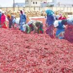 Guntur Mirchi Yard won national Award In One District One Product category