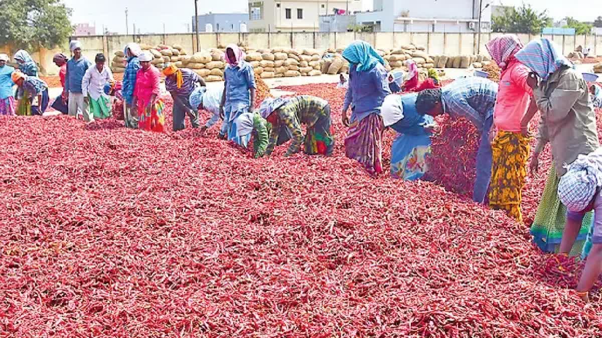 Guntur Mirchi Yard won national Award In One District One Product category
