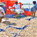 US Tariff Become A Hindrance To Dollar crop Acqua Farming