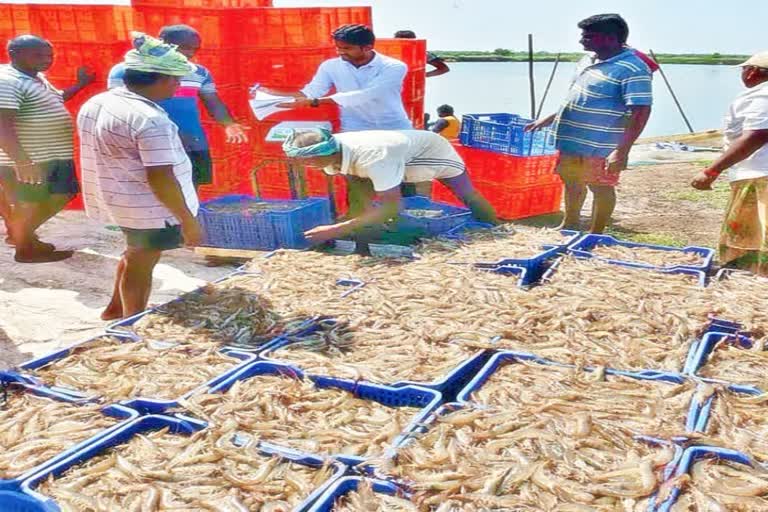 US Tariff Become A Hindrance To Dollar crop Acqua Farming