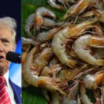 AP Shrimp Growers Badly Affected with Trump’s Recent Tariffs