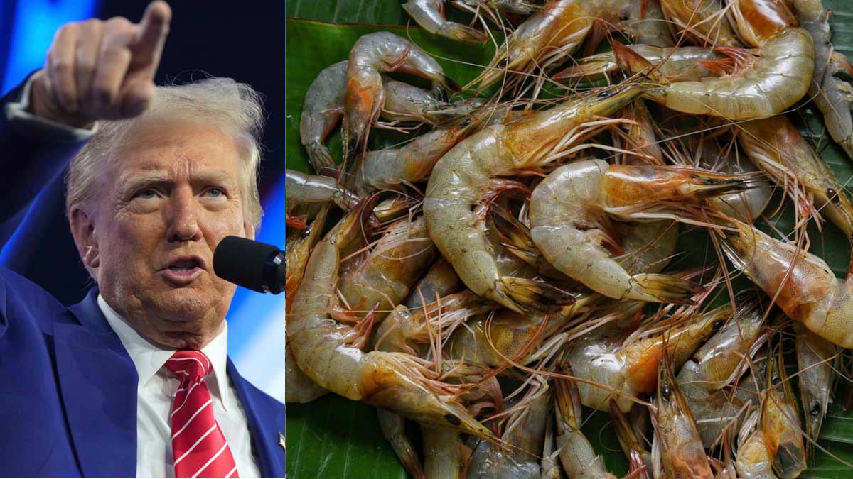 AP Shrimp Growers Badly Affected with Trump’s Recent Tariffs